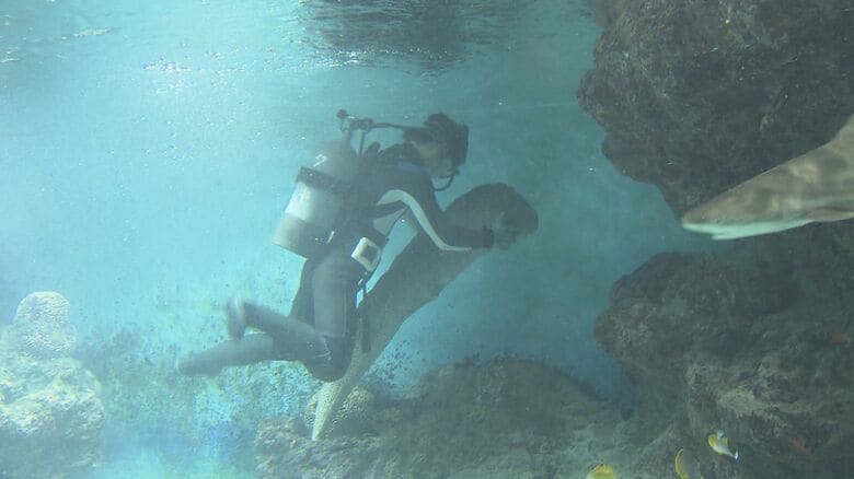 「水槽の水全部抜きました」 300匹の魚をバケツリレーで10時間 最難関はウツボ 水族館改修の舞台裏【福岡発】｜FNNプライムオンライン