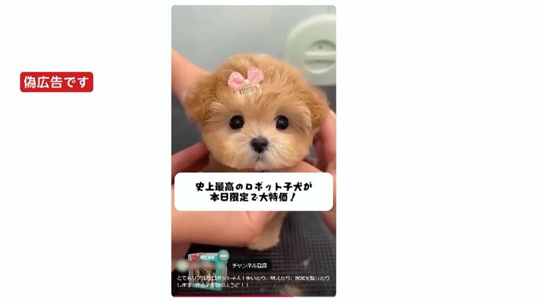 【独自】ついに「AIロボット犬」まで…即決購入も届いたのは“昭和のおもちゃ”　相次ぐ「偽広告」ソニーや東大の“お墨付き”などうたい購入者を誘い出す｜FNNプライムオンライン