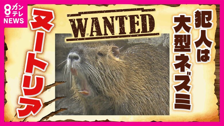農作物被害額は年間5000万円にも“害獣”「ヌートリア」　収穫直前の米が被害農家「一生懸命育てたのに」　『1匹3000円』の報奨金で捕獲に乗り出す自治体も　“ジビエ”食材の可能性｜FNNプライムオンライン
