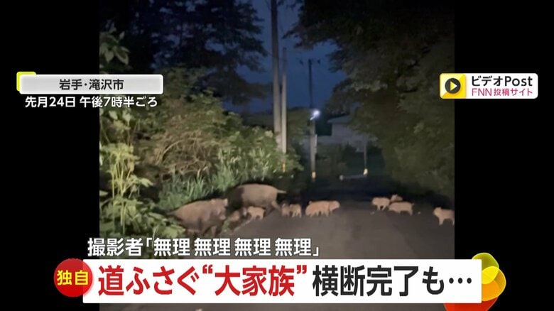 【独自】「無理無理無理無理」道ふさぐイノシシ24頭の“大家族”　大行列で一斉移動か…横断完了も再び出現　岩手・滝沢市｜FNNプライムオンライン