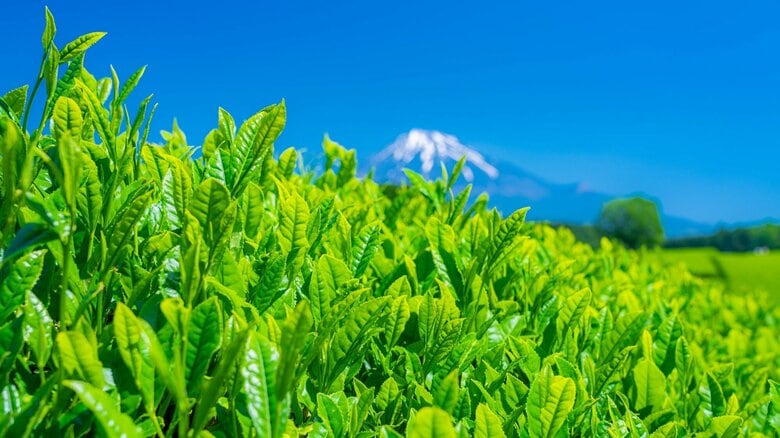 新茶は「一番茶」だけじゃない！お茶博士や通がシーズン中盤以降に狙う茎茶・粉茶・芽茶の魅力｜FNNプライムオンライン