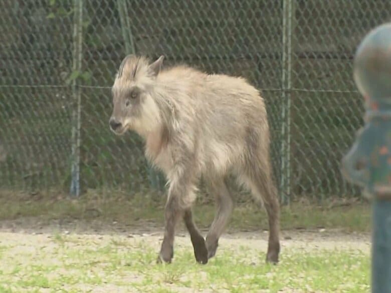 昨夜のうちに山へ返す…名古屋の公園で捕獲したニホンカモシカ 1歳～2歳位のメスでケガなく元気に｜FNNプライムオンライン