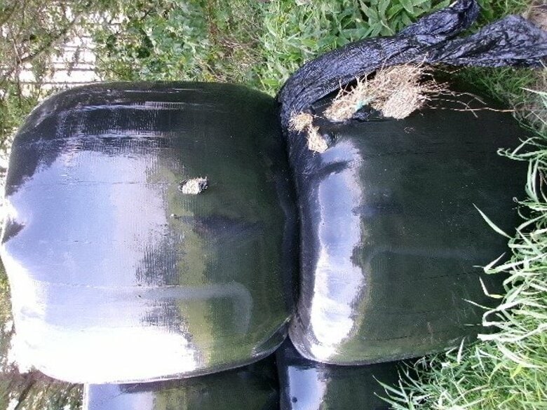 【ヒグマ速報】牧場に置かれた牧草ロールの包装に“5つの爪痕”_縦に割かれた部分も... 一般住宅から約200メートル離れた牧場〈北海道別海町〉｜FNNプライムオンライン