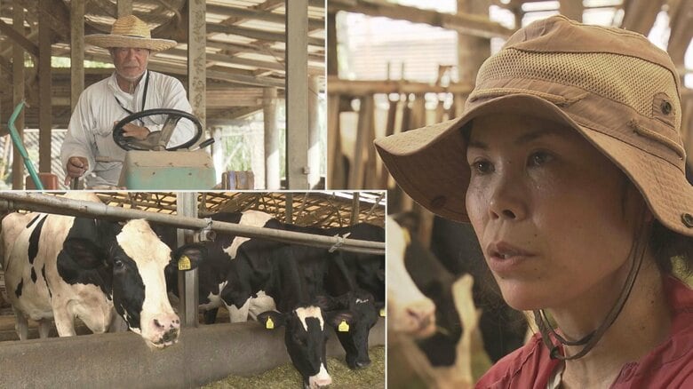 沖縄県産牛乳の“ともしび”を守り続ける親子の奮闘 酪農家激減の逆境の中、正念場の夏|FNNプライムオンライン