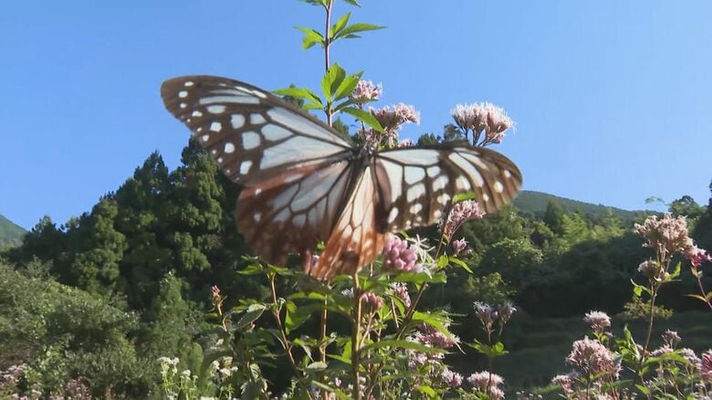 秋に北から南へ1000km以上移動…「旅するチョウ」アサギマダラが三重県御浜町に飛来 30匹程が優雅に飛び交う|FNNプライムオンライン