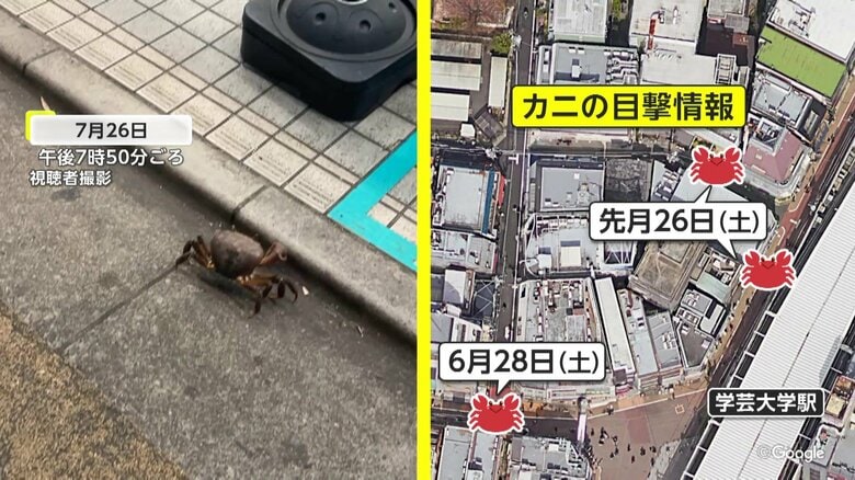 【なぜ】「生きたカニ使ってない」近隣飲食店も困惑…東京・目黒区駅前路上に謎の“歩くカニ”　専門家「東京にいるようなカニではない」複数個体出没か｜FNNプライムオンライン