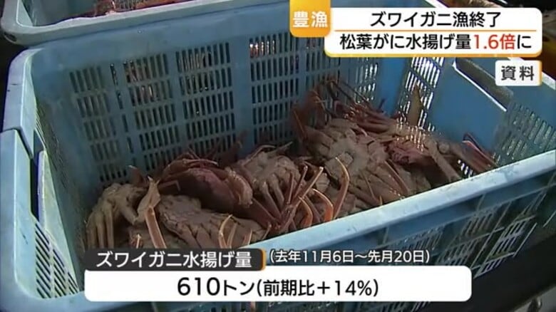 豊漁なのに水揚げ額は減…鳥取の「松葉がに」漁　1.6倍増の水揚げも単価下落で前年割れ｜FNNプライムオンライン