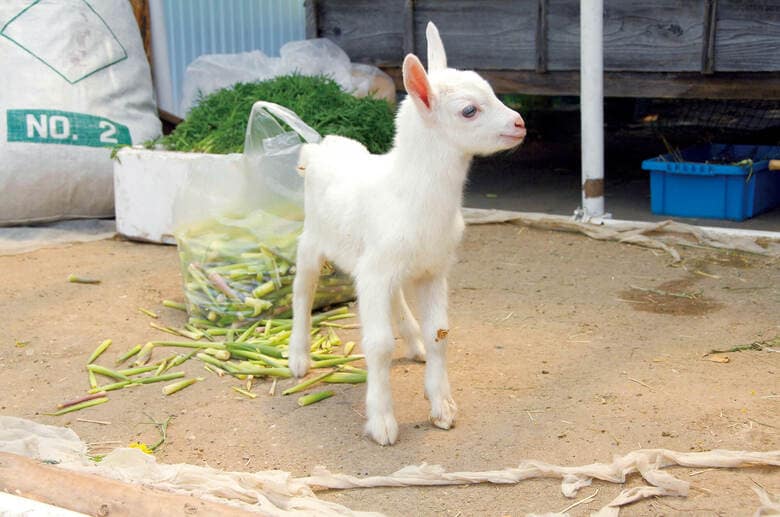 ヤギは雑草を食べるので、比較的飼育する手間がかからない（『ヤギと暮らす』より） 