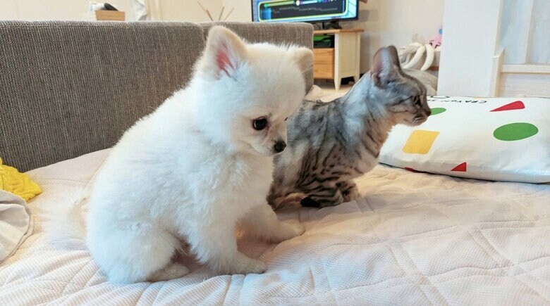 手前:反省している風のこめたくん 奥:一緒に暮らしているうにちゃん(提供:ちまき&こめた&うにさん)