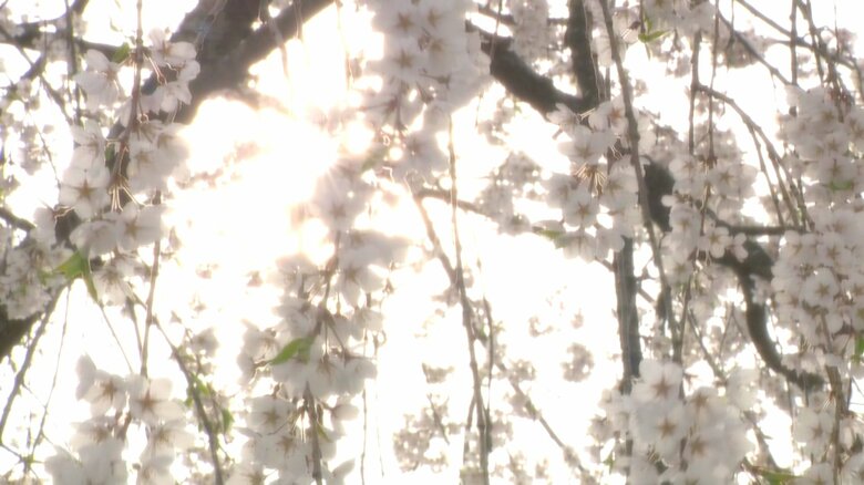 山本さんが「秋田県では一番」と自慢していた角館の桜