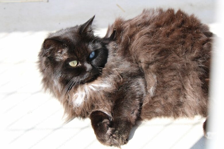 人懐こいと評判の「ニャンコ先生」