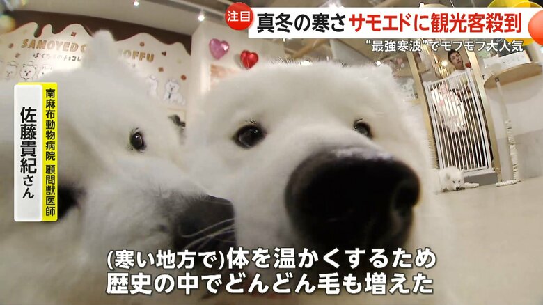 サモエドは歴史の中でどんどん毛が増えたという