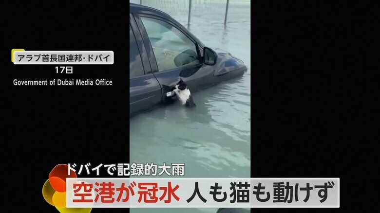アラブ首長国連邦・ドバイで17日、必死に車のドアノブをつかむネコ