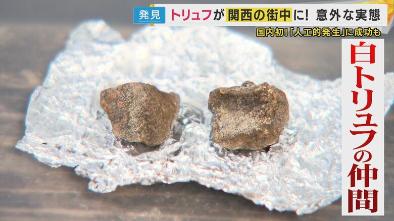 佐野修治さんが見せてくれた、発見されたときの標本