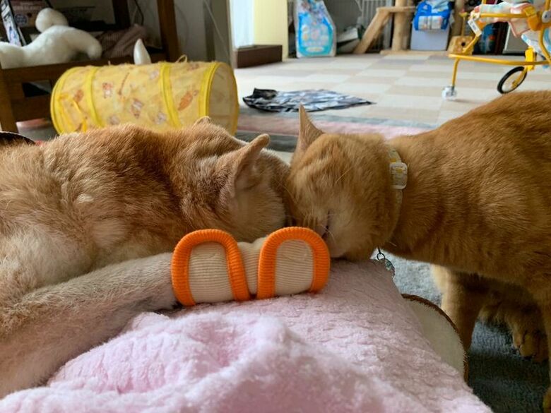 エンくんがシニアになってからのちまきくん（提供：エンとちぃさん）