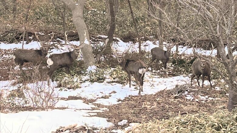 住宅の裏に5頭のシカ