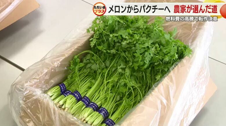 JA遠州中央のパクチー