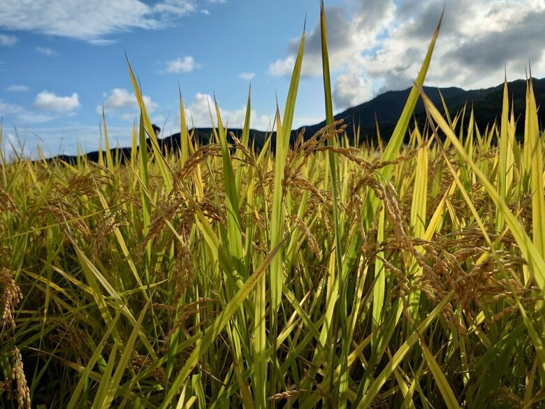 収穫前の圃場（画像提供：テムザック）