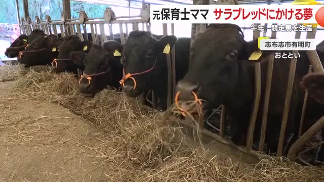 母牛32頭を飼育する持田ファーム（志布志市有明町）