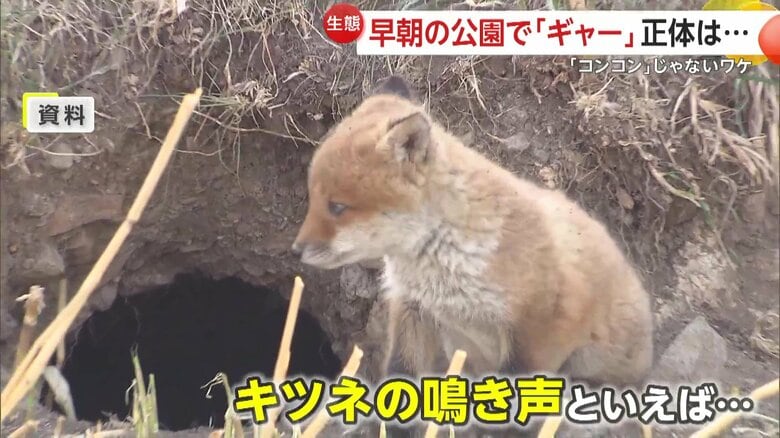 一般的にイメージされやすいキツネの鳴き声は「コンコン」