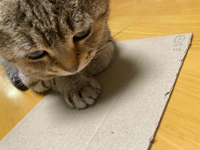 段ボールの上でくつろいでいる