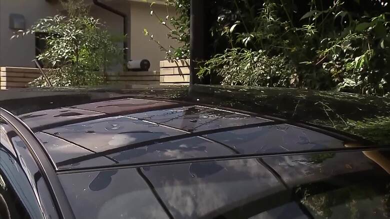 ひょうの被害の様子