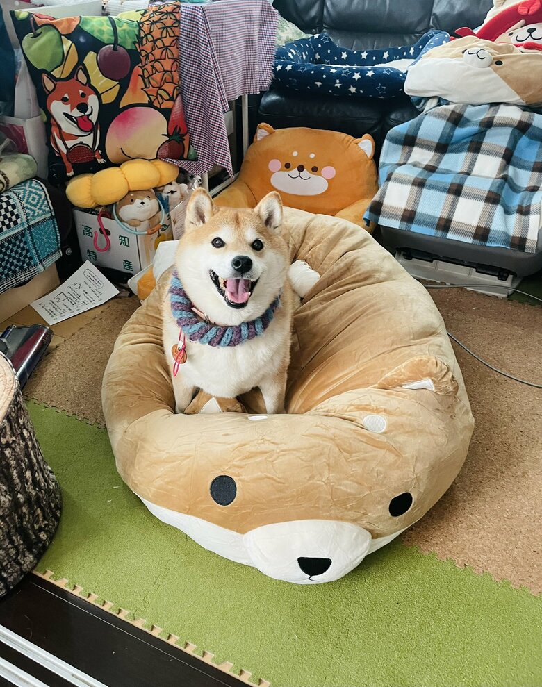 画像提供：柴犬ハナさん