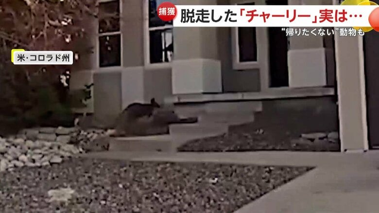 ピョンピョンと飛び跳ねる動物（アメリカ・コロラド州）