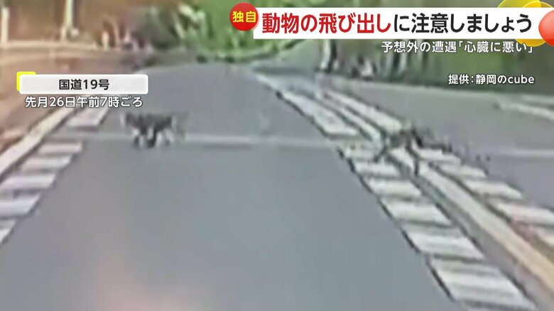 道路を横切る2匹のサル