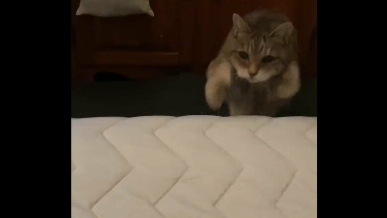 22歳でも元気なモカちゃん。ジャンプの様子その3