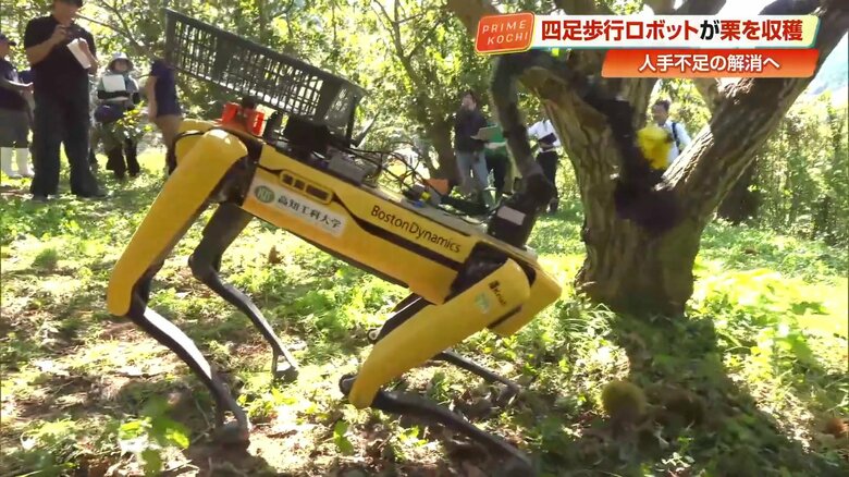 ４足歩行ロボットが栗を拾う