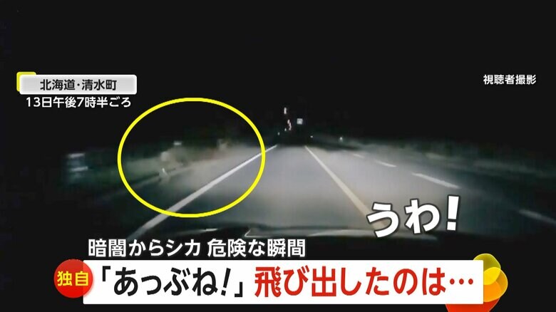 走行中の車の前にシカが突然飛び出す瞬間（13日午後7時半頃、北海道・清水町）②
