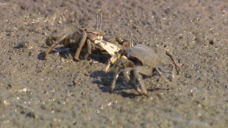 こっちも縄張り争い？