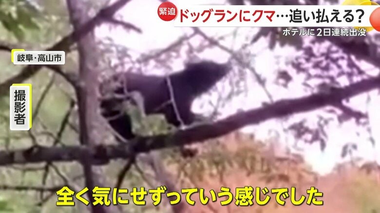 スマホの電子音などもまったく気にしていない様子だったという子グマ（視聴者撮影）
