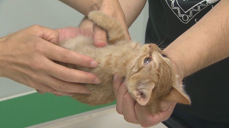 引き取られたネコ