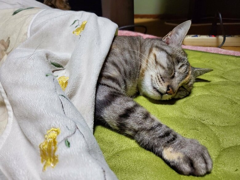 布団に入ってぐっすり