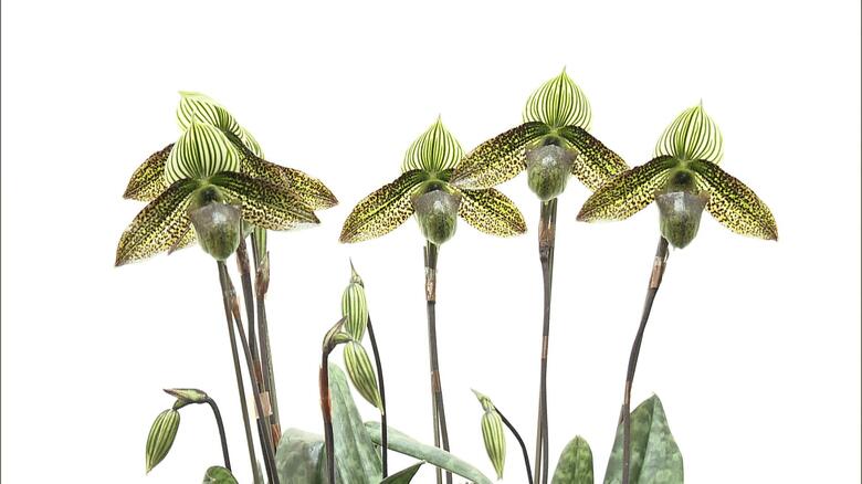 「日本大賞」　パフィオペディラム　ワーディー‘オオスミ’