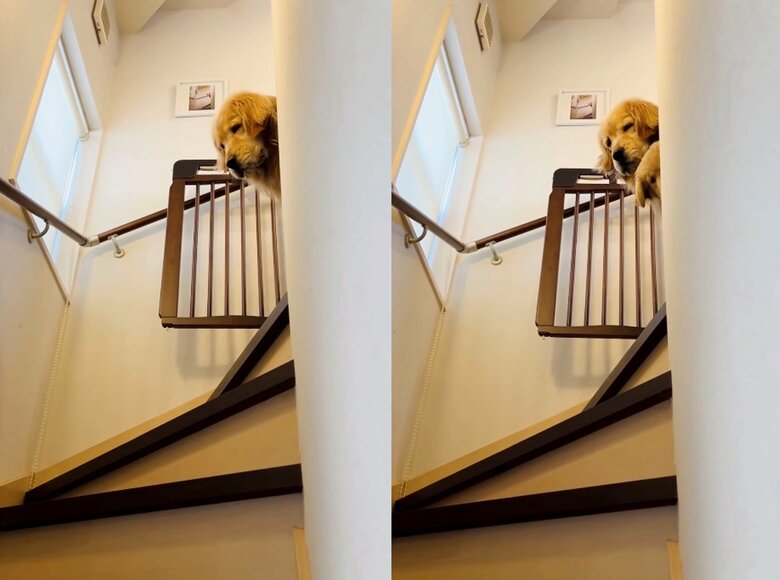 少しだけ顔を見せるイクラちゃん（提供：efrinmanさん）