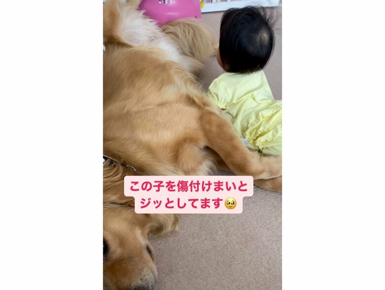 傷付けまいとジッとするラジャーくん（提供：＠_golden_rajahさん）