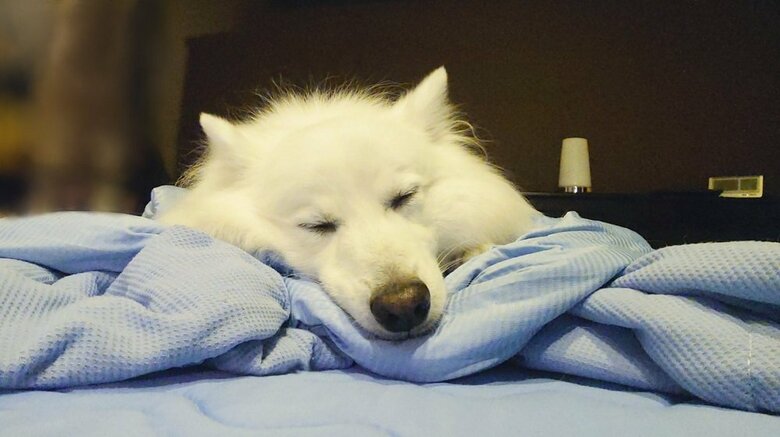 普段は乗ったりして堪能している