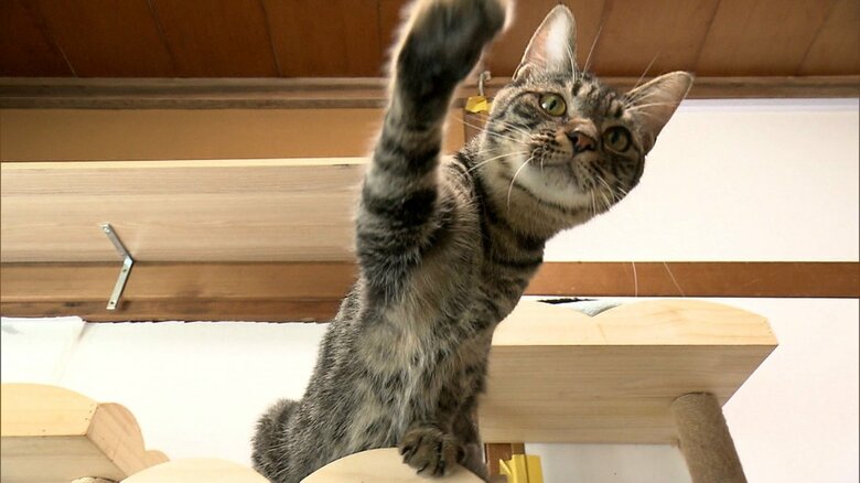 保護されたネコ