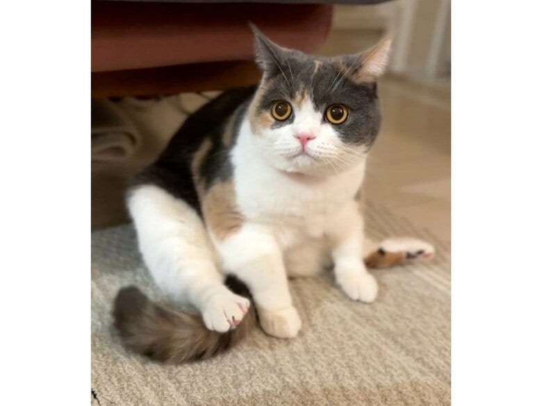 起きているときの姿