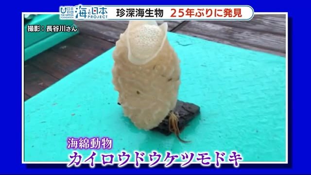 珍しすぎる深海生物「カイロウドウケツモドキ」 漁師が25年ぶりに発見 静岡・焼津市