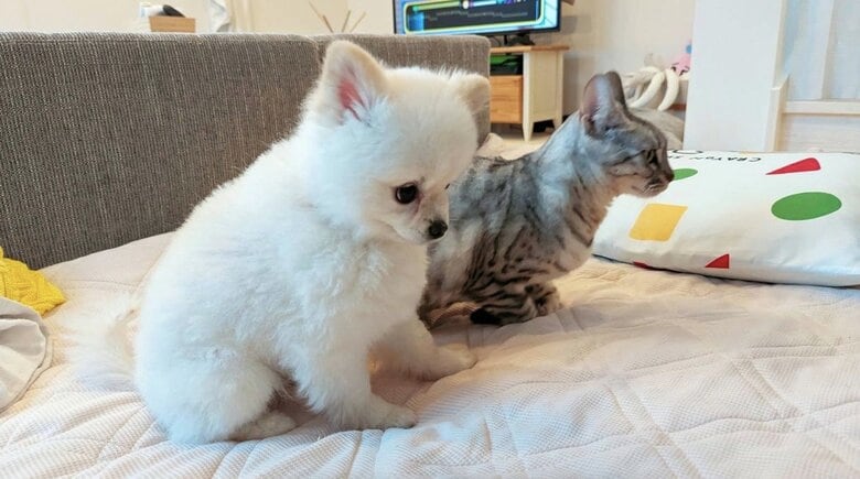 手前：反省している風のこめたくん　奥：一緒に暮らしているうにちゃん（提供：ちまき&こめた＆うにさん）