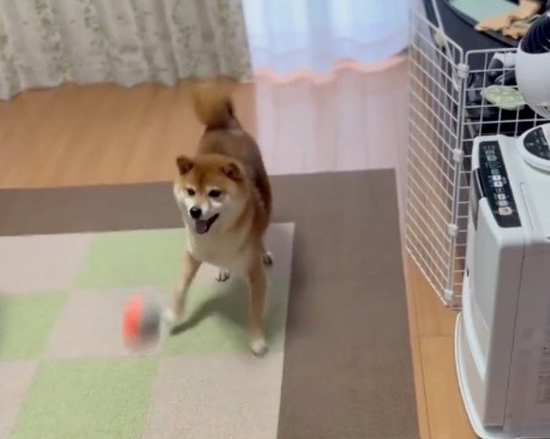 小さいボールで遊ぶ時は楽しそう（提供：Nerushibaさん）