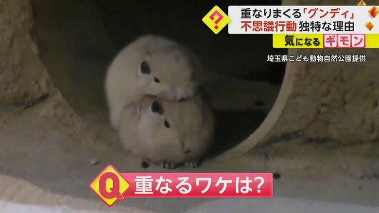巣穴の前で2匹のグンディが縦に重なっている
