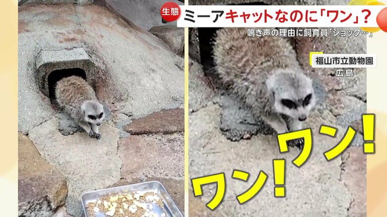 犬のような鳴き声をあげるアミちゃん（提供：福山市立動物園）