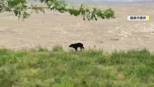 福島市に出没したクマ　撮影：福島市