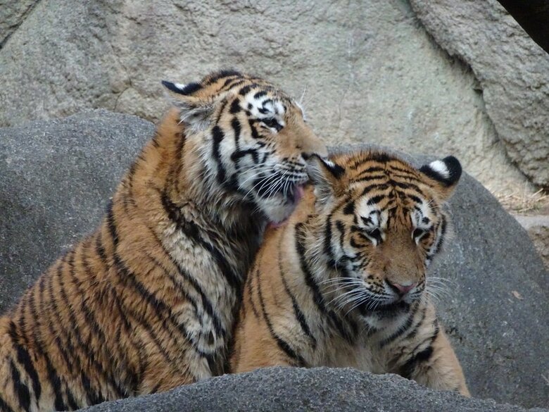 なめてきれいにしてあげるのは猫もする（提供：浜松市動物園）