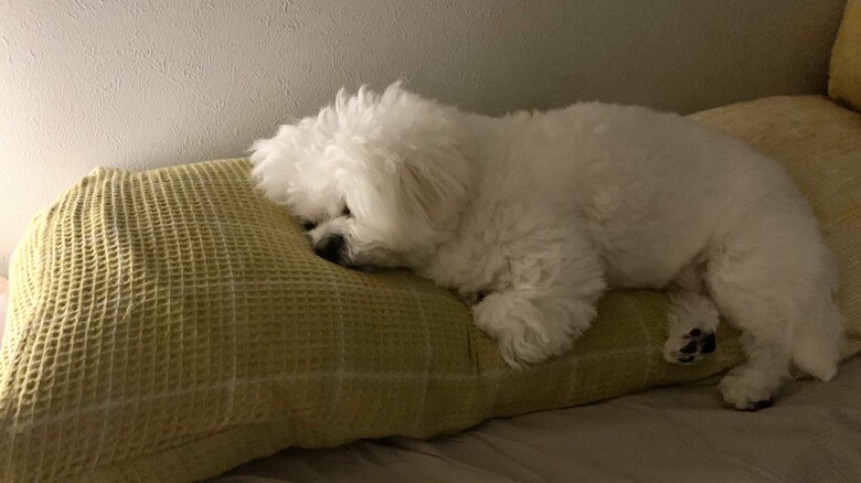 飼い主の枕を占拠していることも